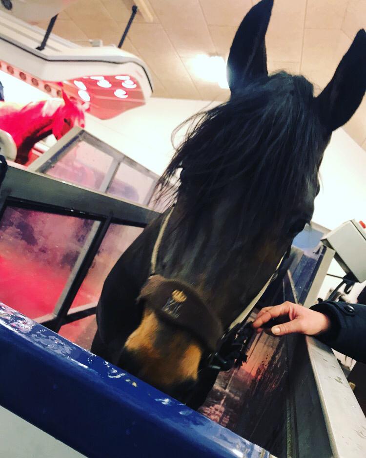 Anden særlig race Østmarks Margrethe  billede 19