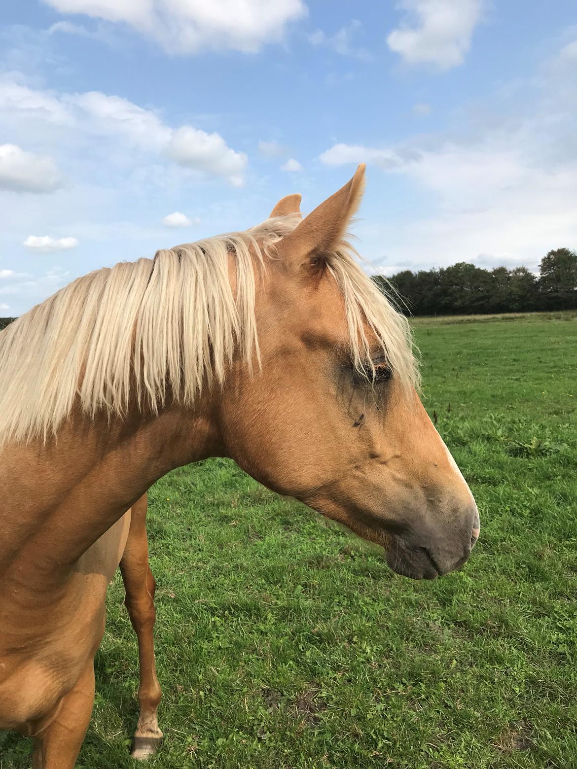 Palomino Silverline Dublét billede 32