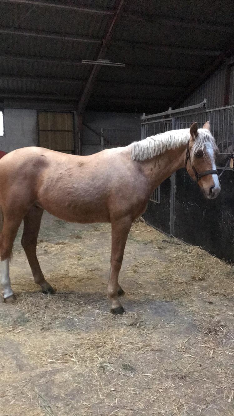 Palomino Silverline Dublét billede 33