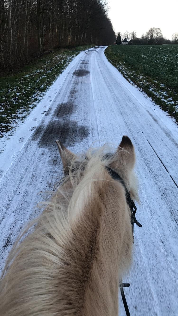 Fjordhest Freja billede 16