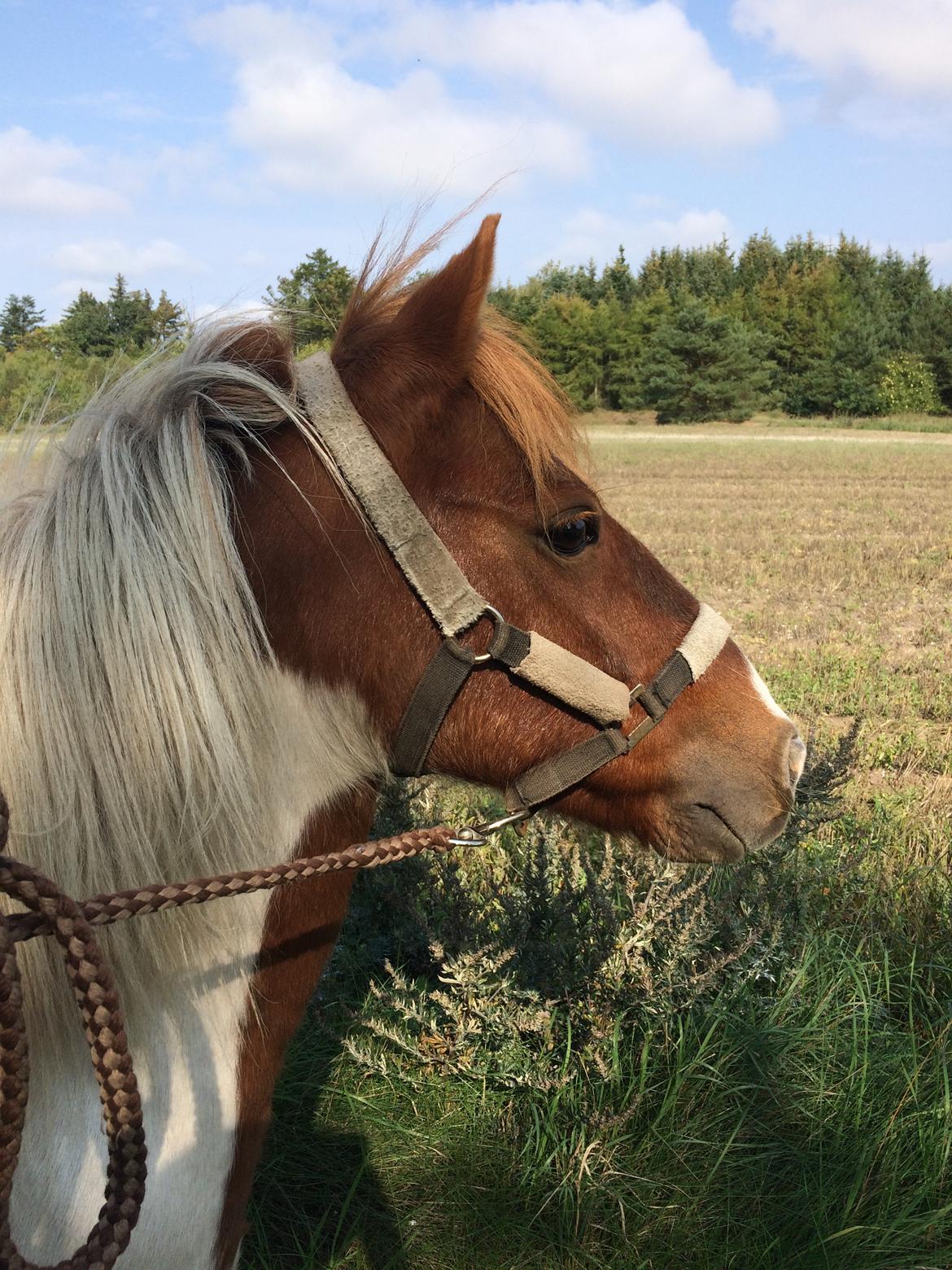 Anden særlig race Prins billede 20