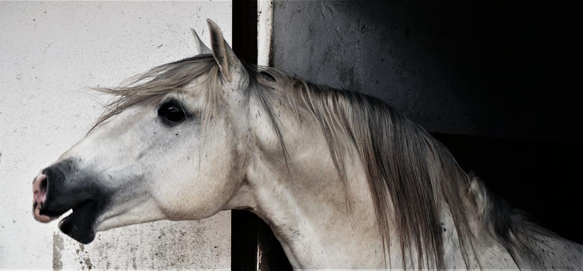 Lusitano Esperto billede 2