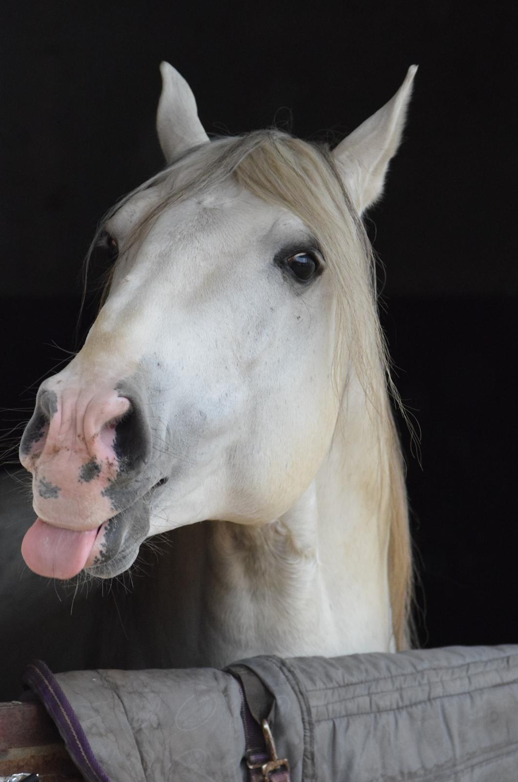 Lusitano Esperto billede 20