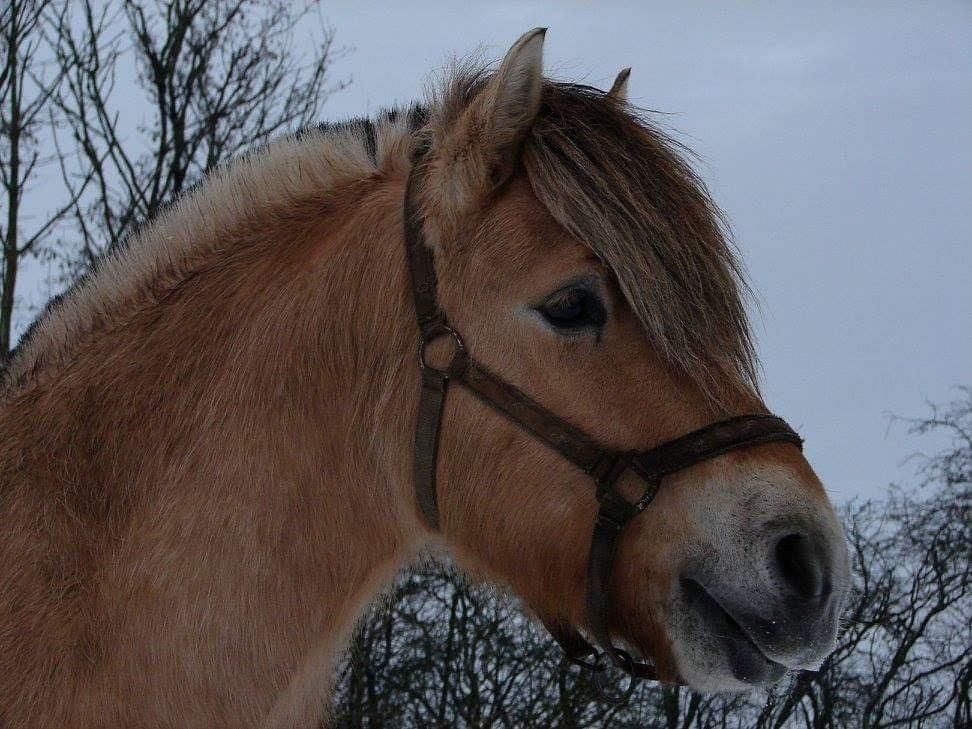 Fjordhest Faust Fyrsø billede 1