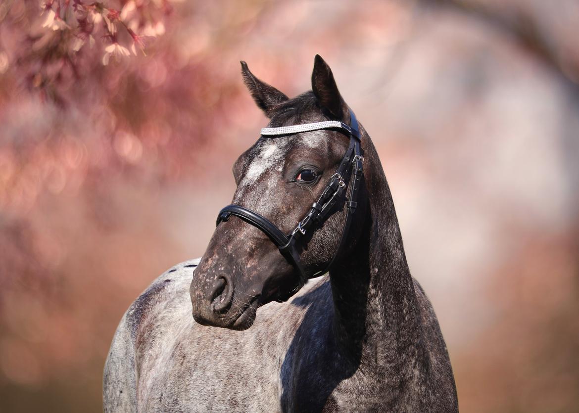 Anden særlig race Sisse knabstrupper-blanding billede 1