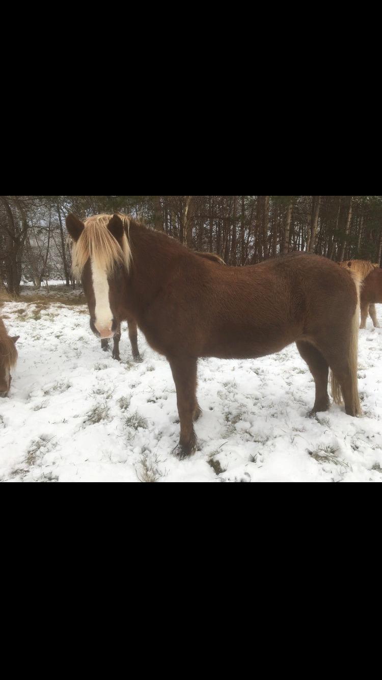 Islænder Ástsæl fra Sóleyja billede 3