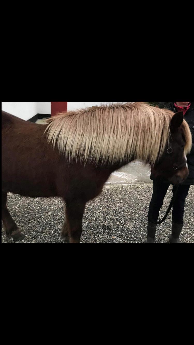 Islænder Ástsæl fra Sóleyja billede 2