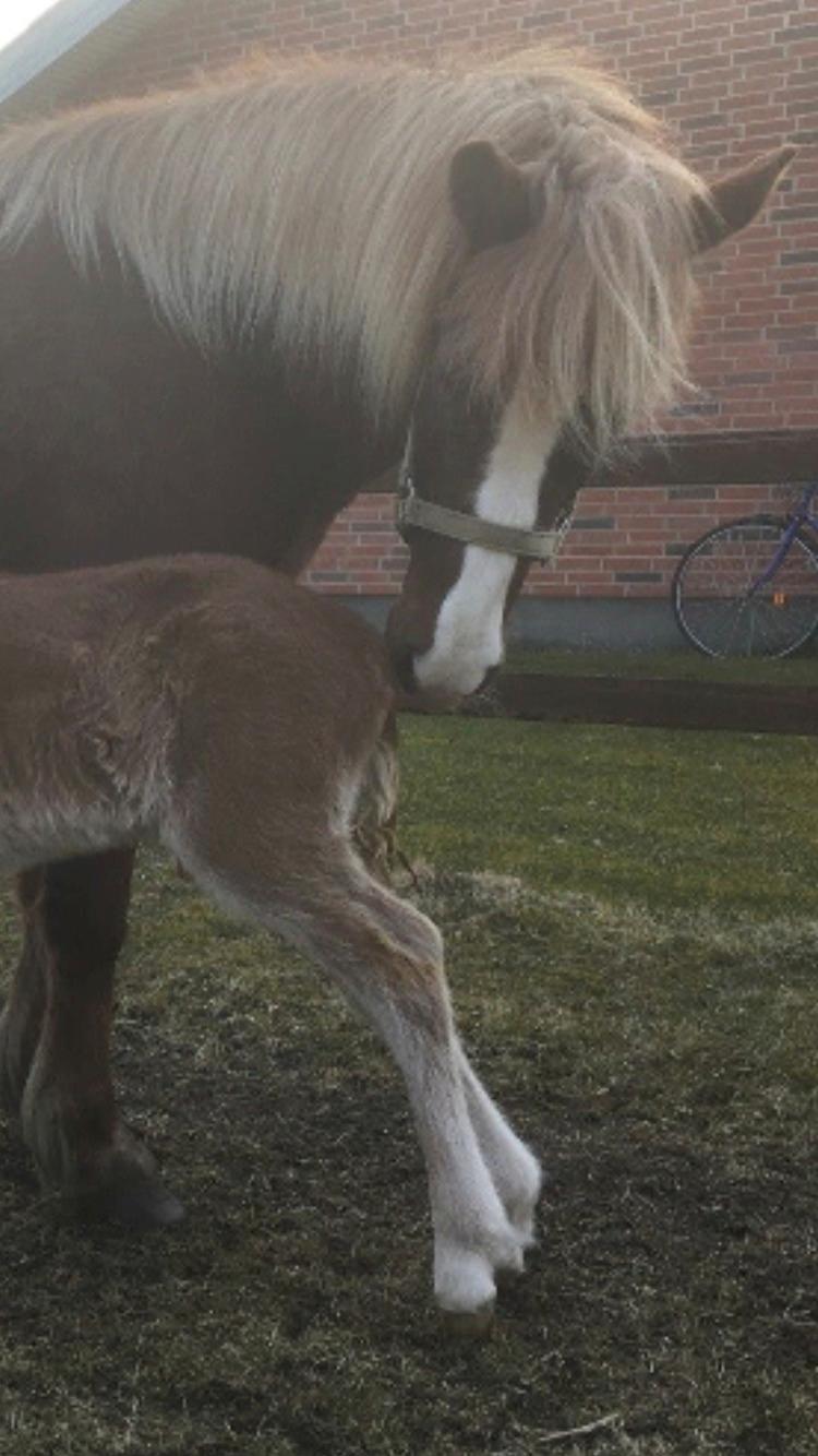 Islænder Ástsæl fra Sóleyja billede 4