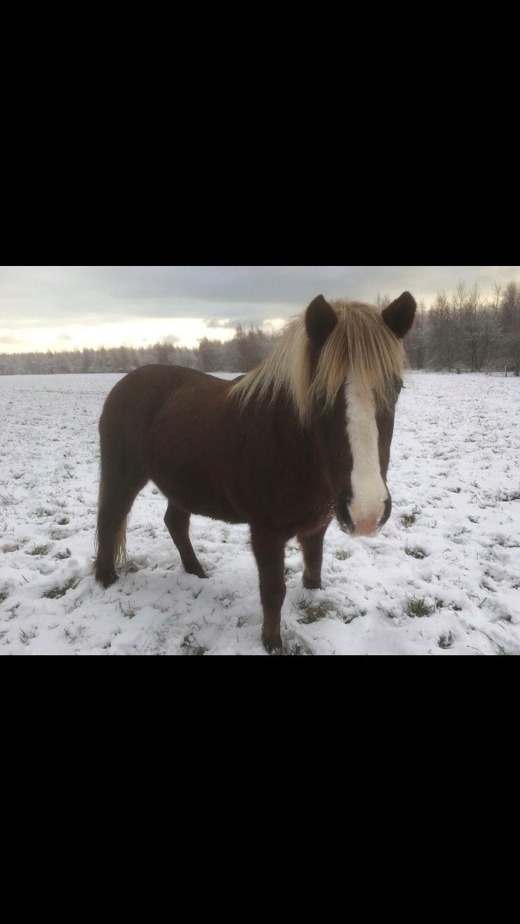 Islænder Ástsæl fra Sóleyja billede 5