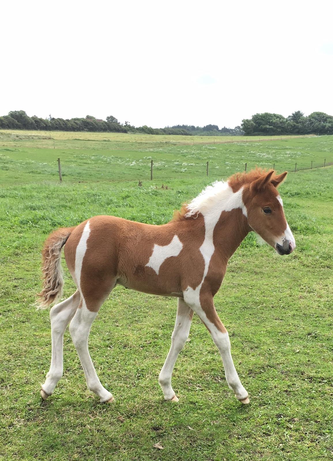 Islænder Vinur fra Leegaard  - Som føl  billede 1