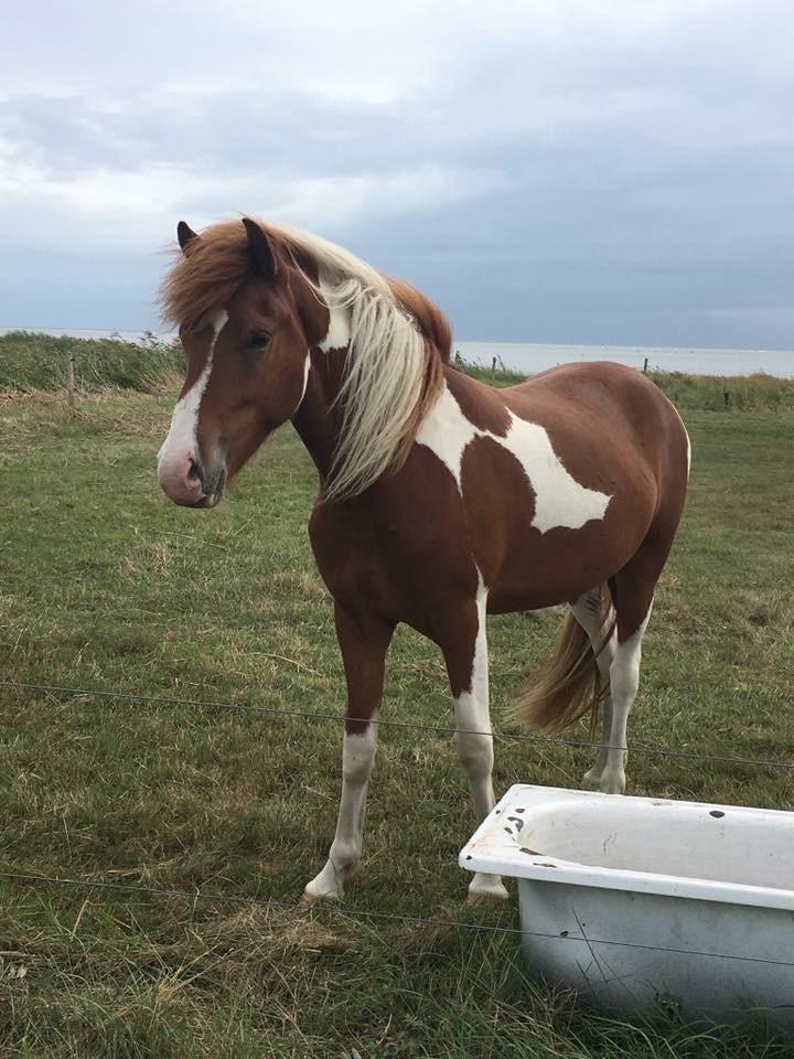 Islænder Vinur fra Leegaard  - Sommer 2018 billede 3