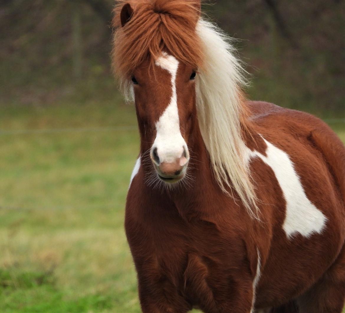 Islænder Vinur fra Leegaard  - Vinter 2019 billede 4