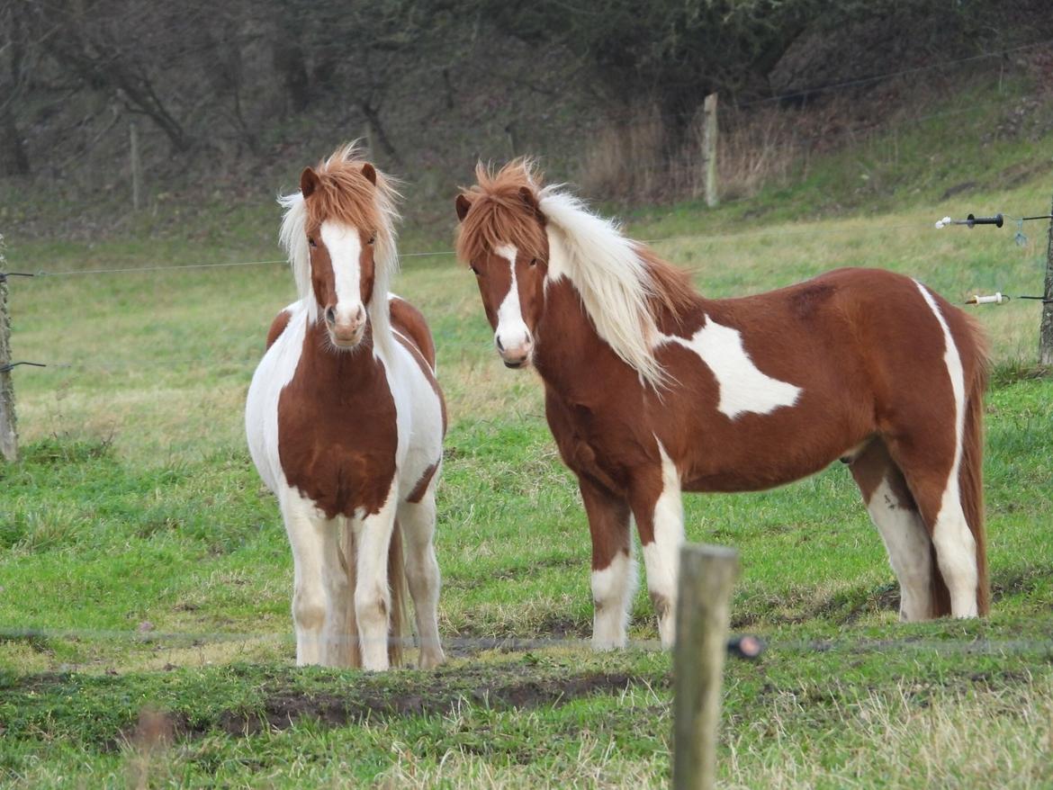 Islænder Vinur fra Leegaard  billede 5
