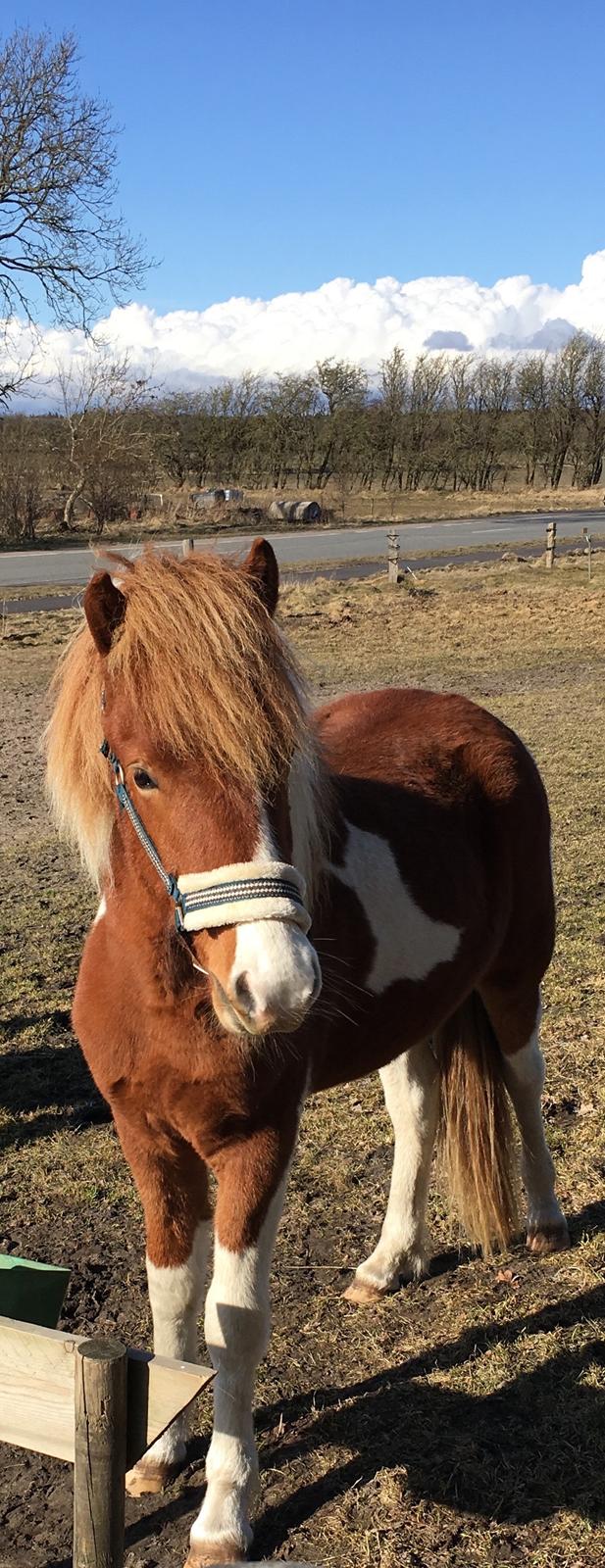 Islænder Vinur fra Leegaard  billede 2