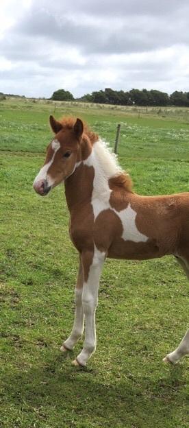 Islænder Vinur fra Leegaard  billede 7