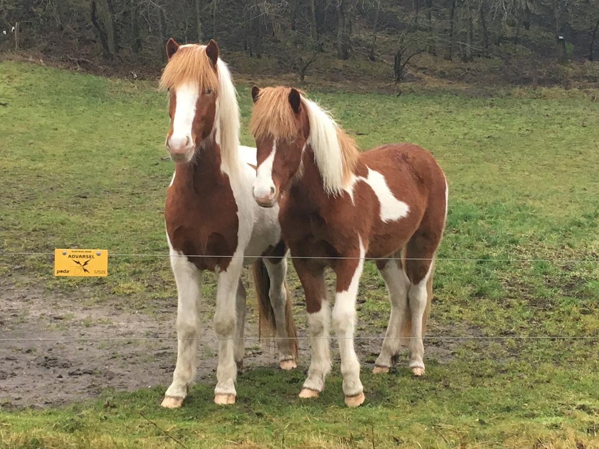 Islænder Vinur fra Leegaard  billede 8