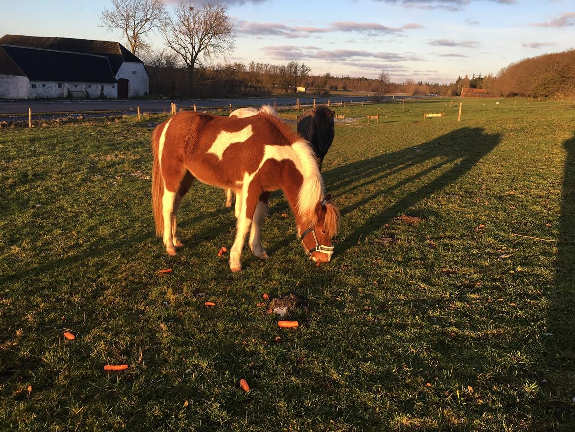 Islænder Vinur fra Leegaard  billede 6
