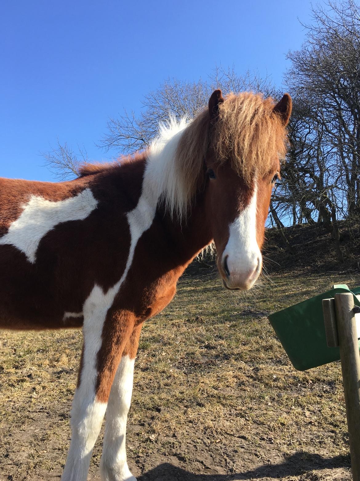 Islænder Vinur fra Leegaard  billede 10