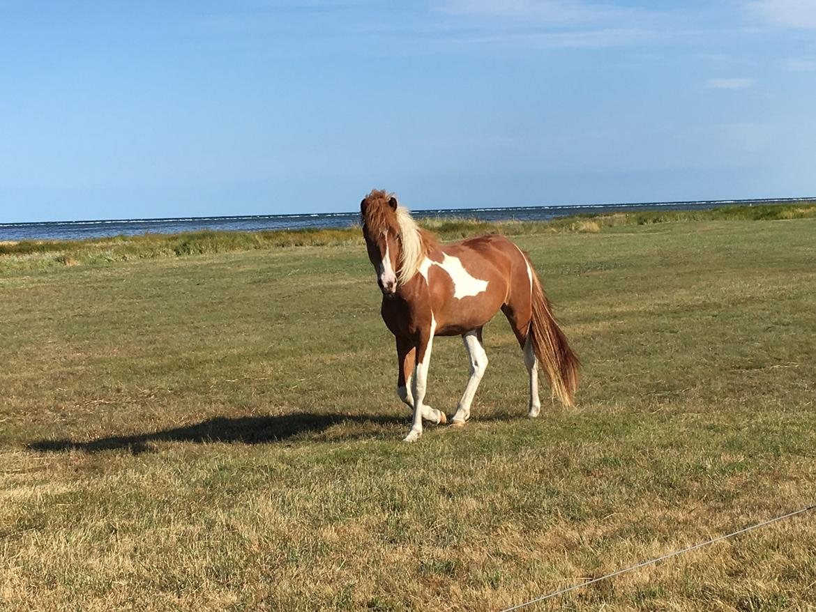 Islænder Vinur fra Leegaard  billede 11