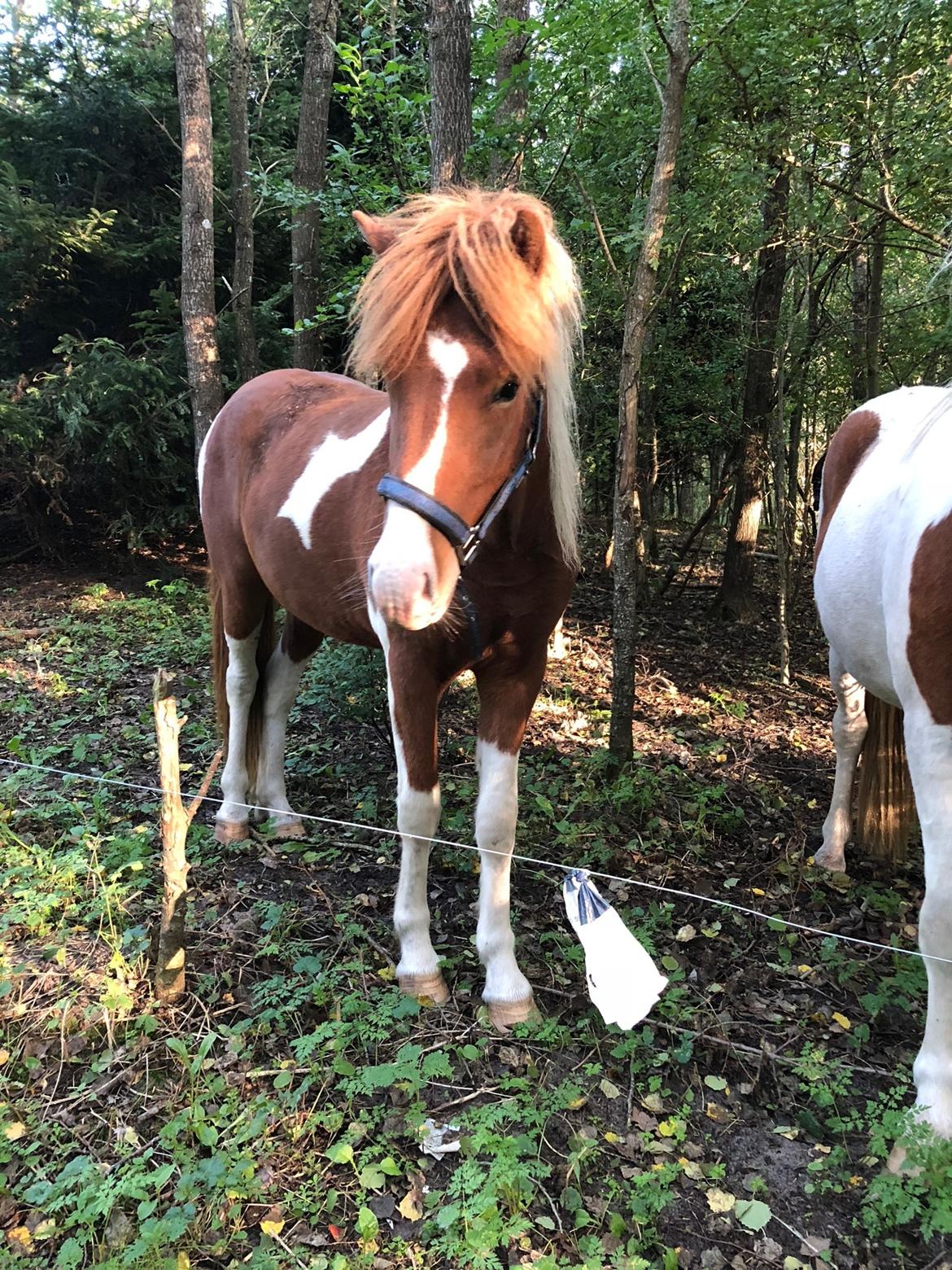 Islænder Vinur fra Leegaard  billede 12