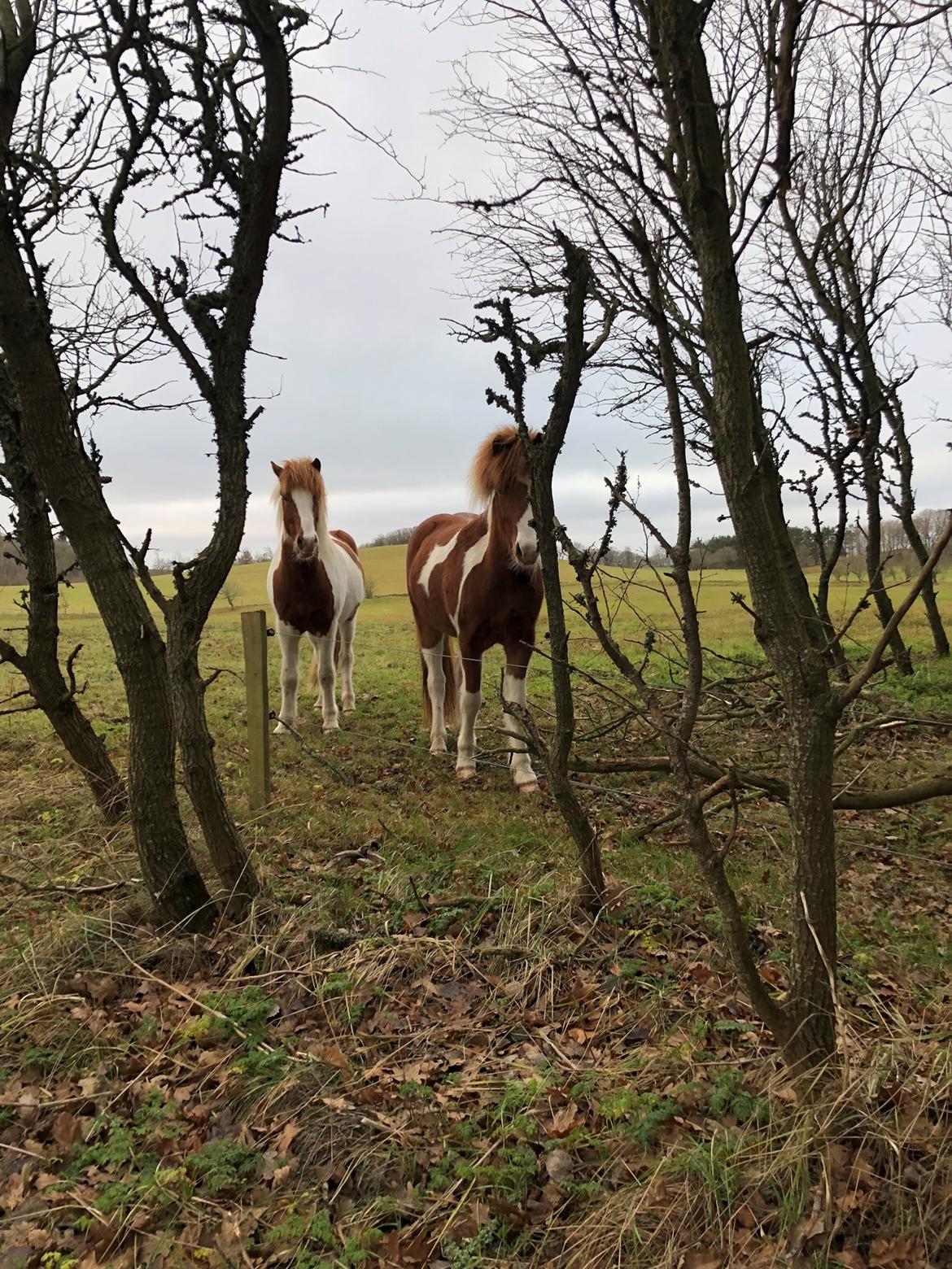 Islænder Vinur fra Leegaard  billede 13