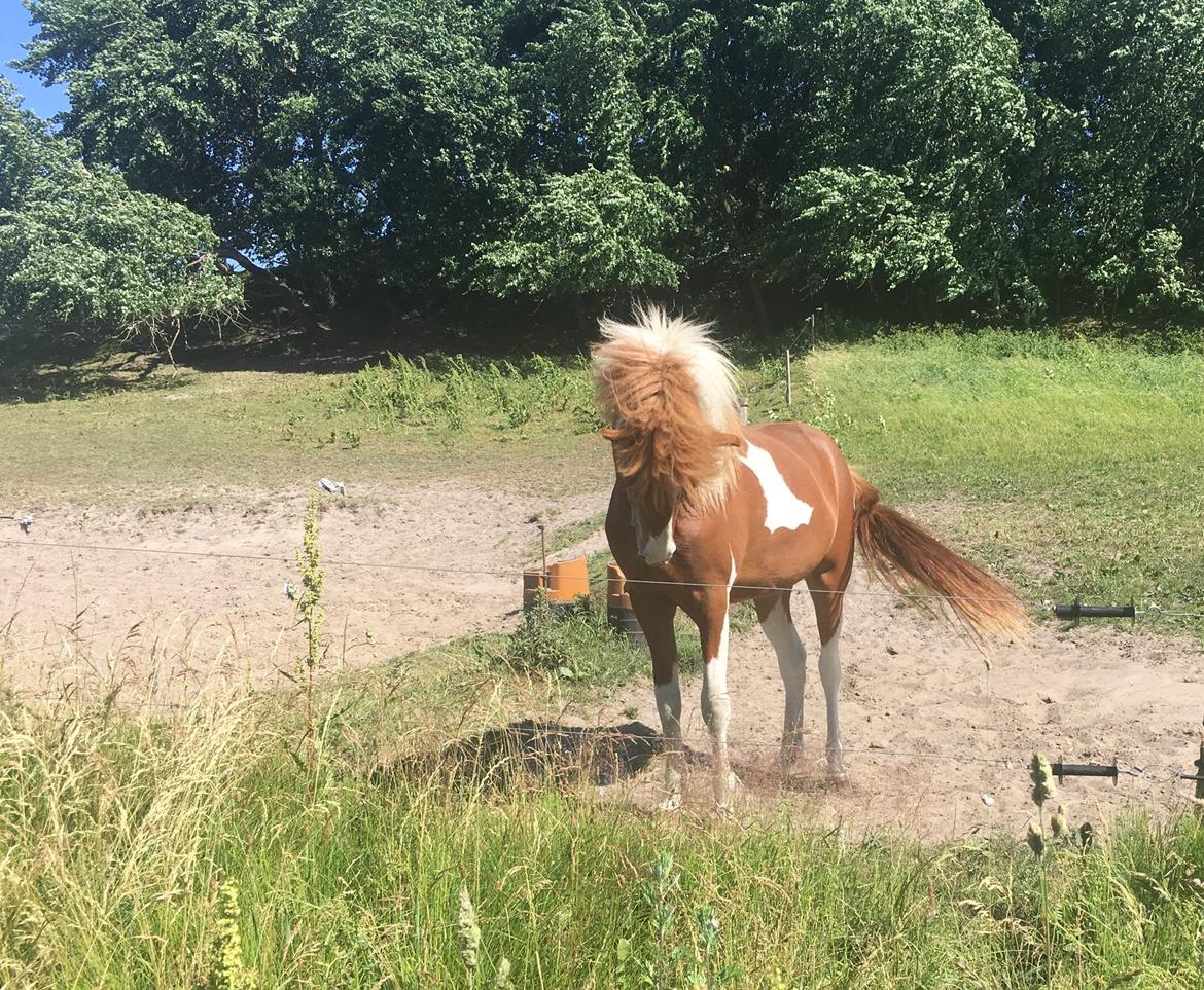 Islænder Vinur fra Leegaard  billede 9