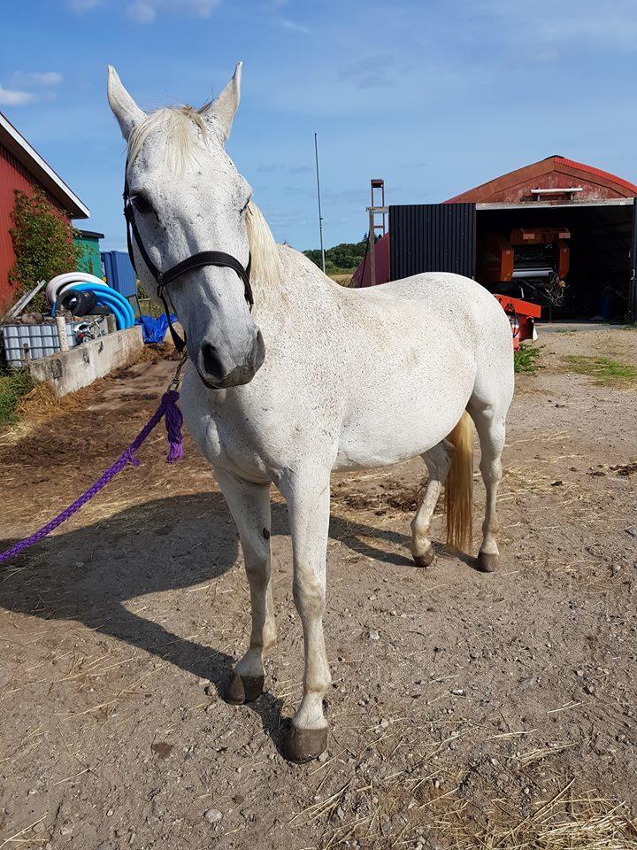 Dansk Varmblod MR. Soru billede 3