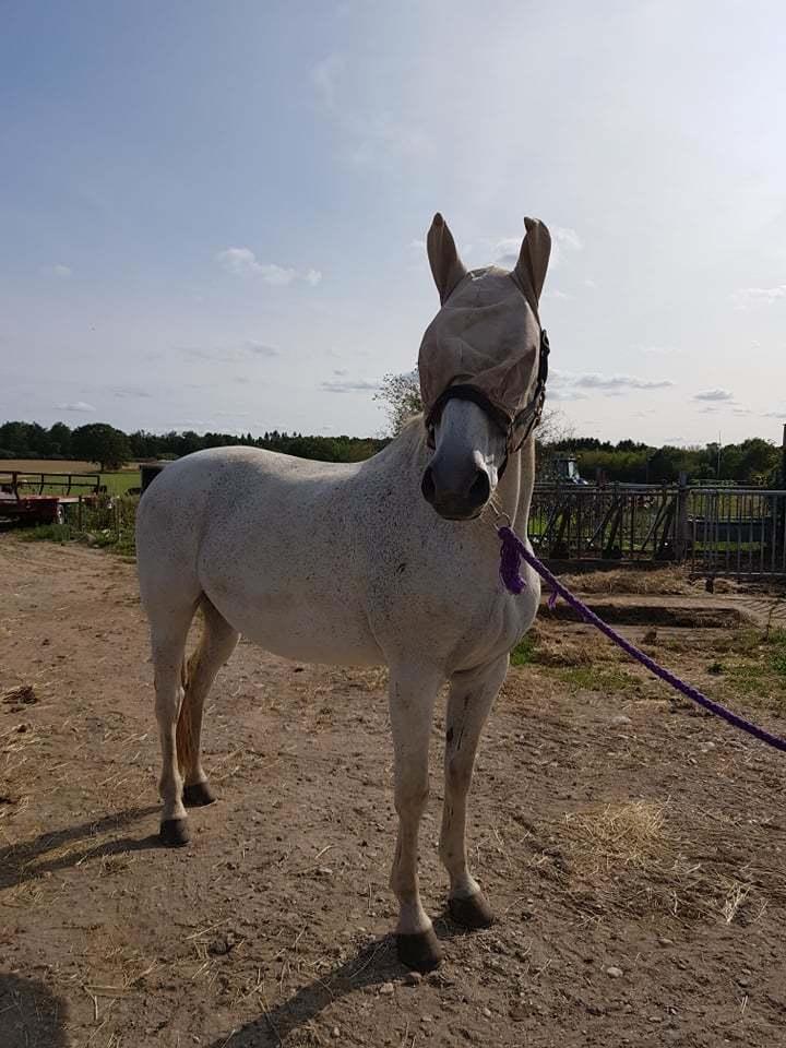 Dansk Varmblod MR. Soru billede 4