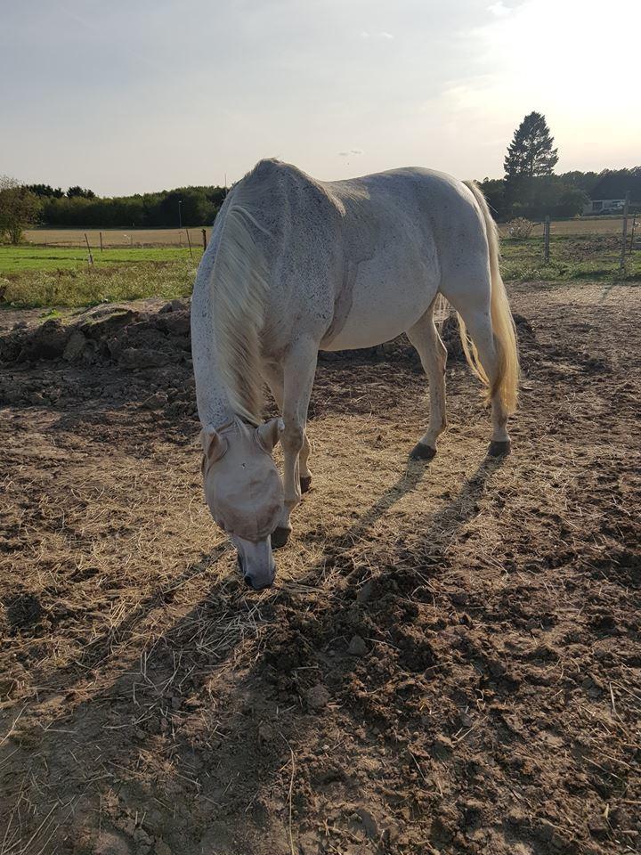 Dansk Varmblod MR. Soru billede 5