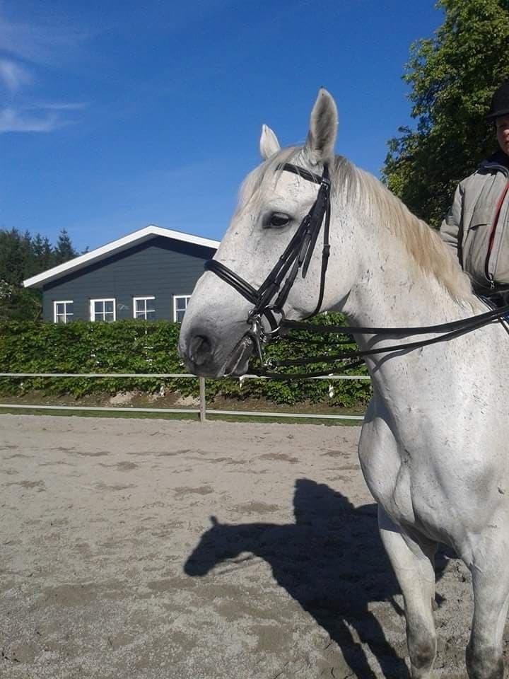 Dansk Varmblod MR. Soru billede 7