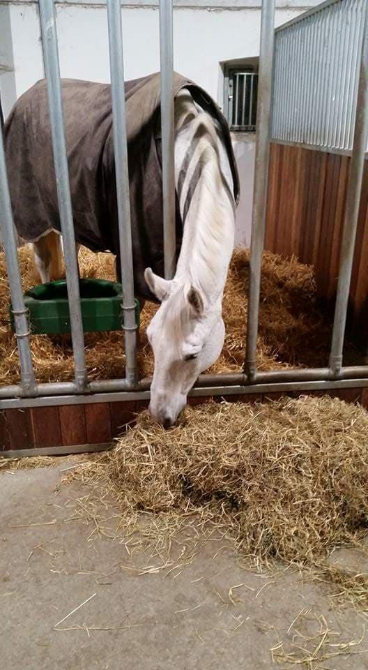 Dansk Varmblod MR. Soru billede 8