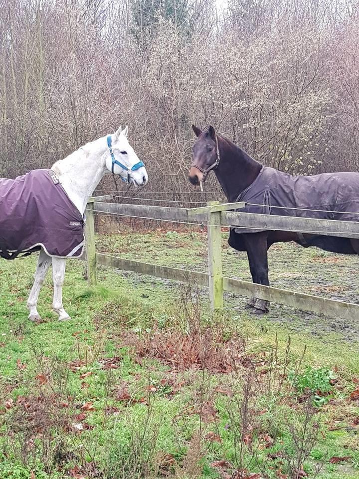 Dansk Varmblod MR. Soru billede 9