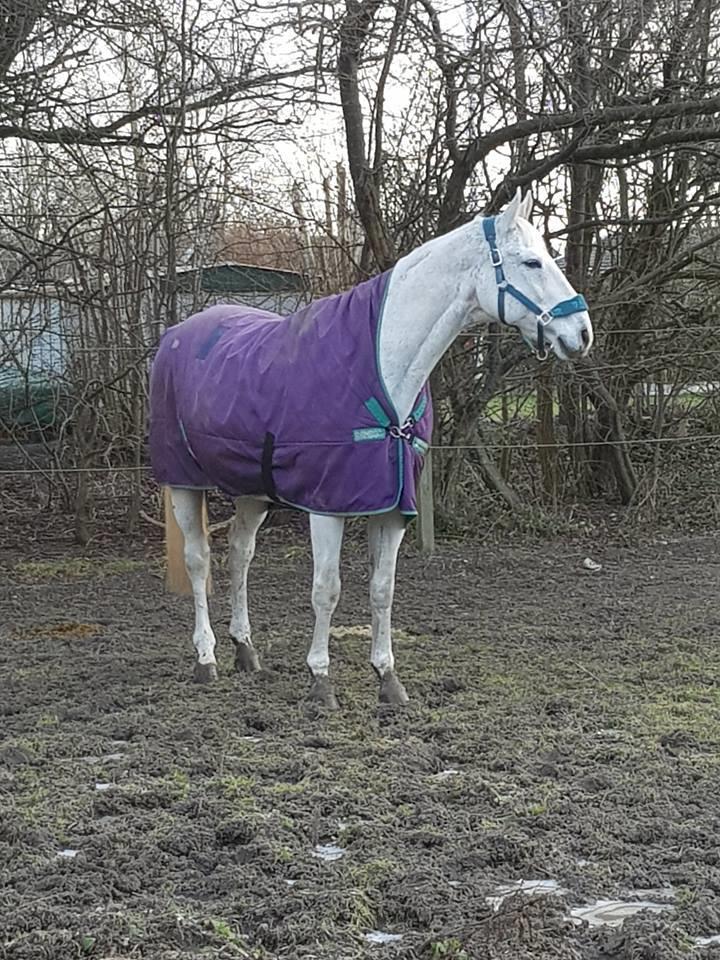 Dansk Varmblod MR. Soru billede 10