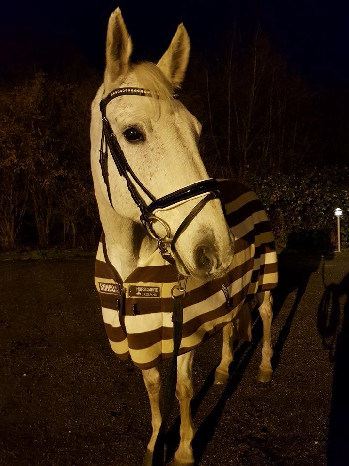 Dansk Varmblod MR. Soru billede 11