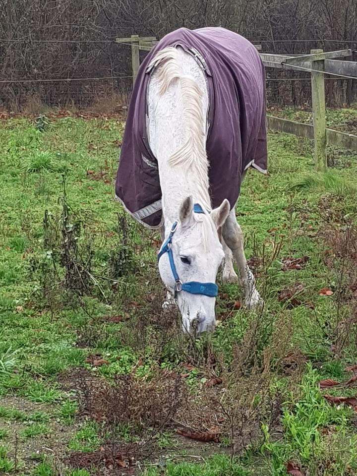 Dansk Varmblod MR. Soru billede 12