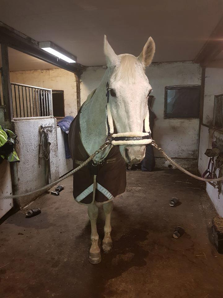 Dansk Varmblod MR. Soru billede 13