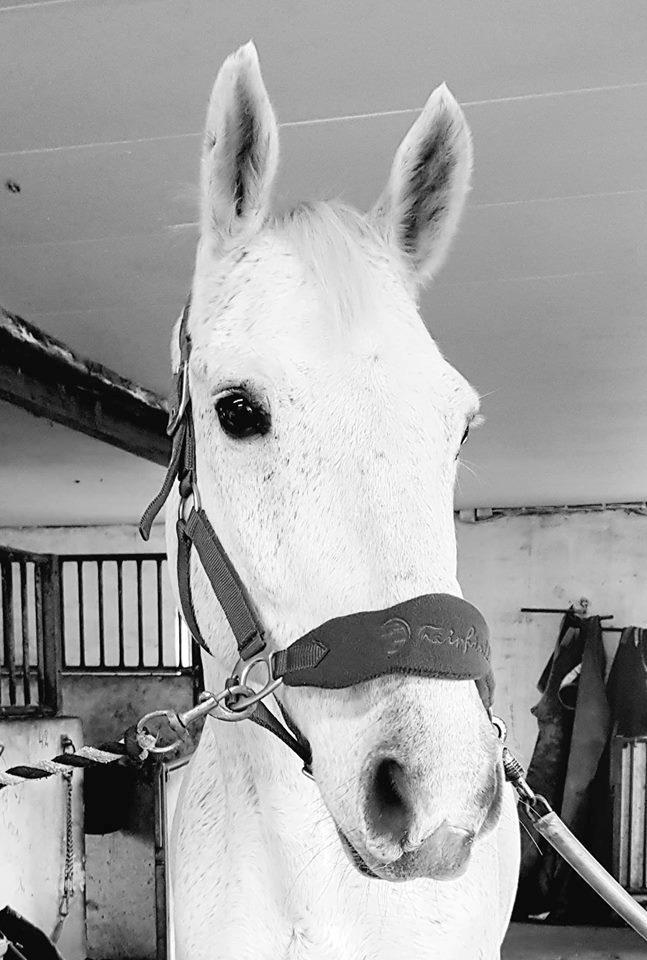 Dansk Varmblod MR. Soru billede 14