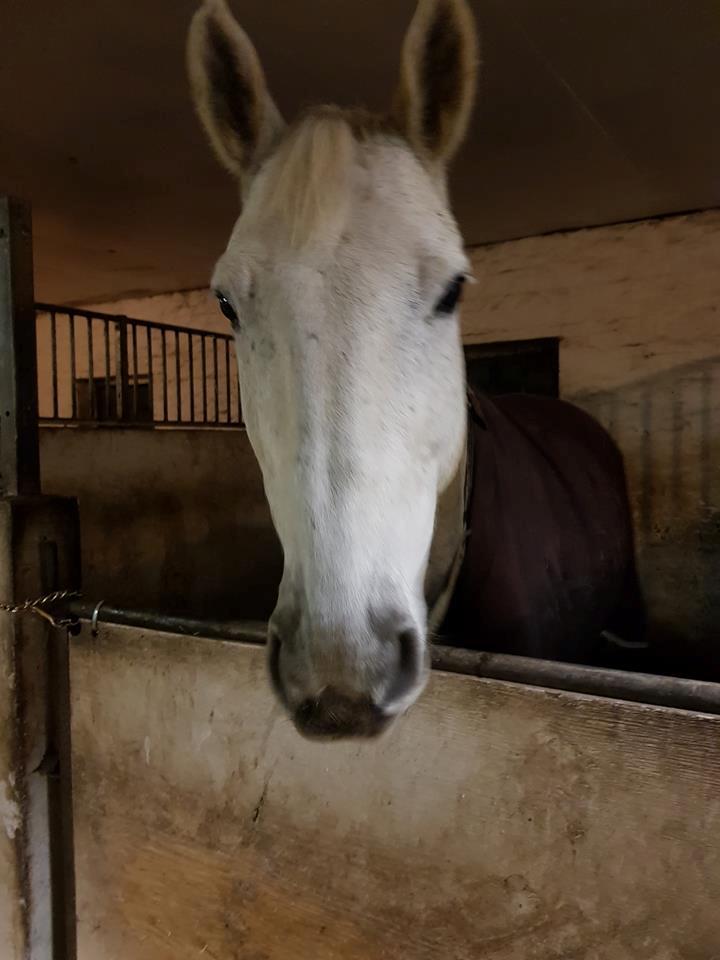 Dansk Varmblod MR. Soru billede 15