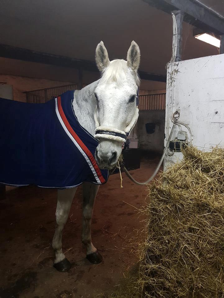 Dansk Varmblod MR. Soru billede 16