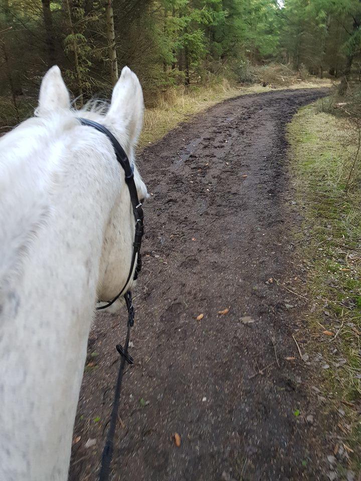 Dansk Varmblod MR. Soru billede 17