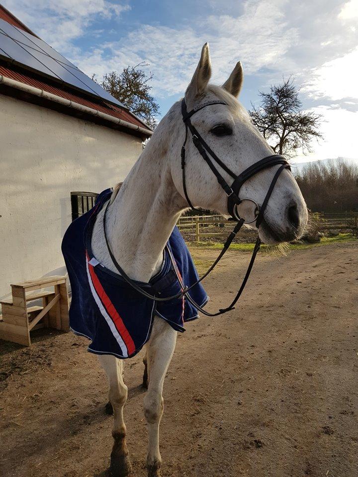 Dansk Varmblod MR. Soru billede 19