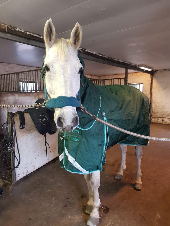 Dansk Varmblod MR. Soru billede 20