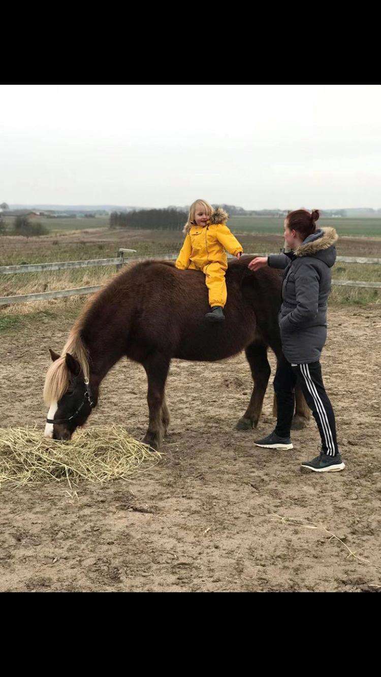 Islænder Ástsæl fra Sóleyja - Min nye mor satte en lille gul en på min ryg, men jeg spiser altså bare videre ;) billede 6