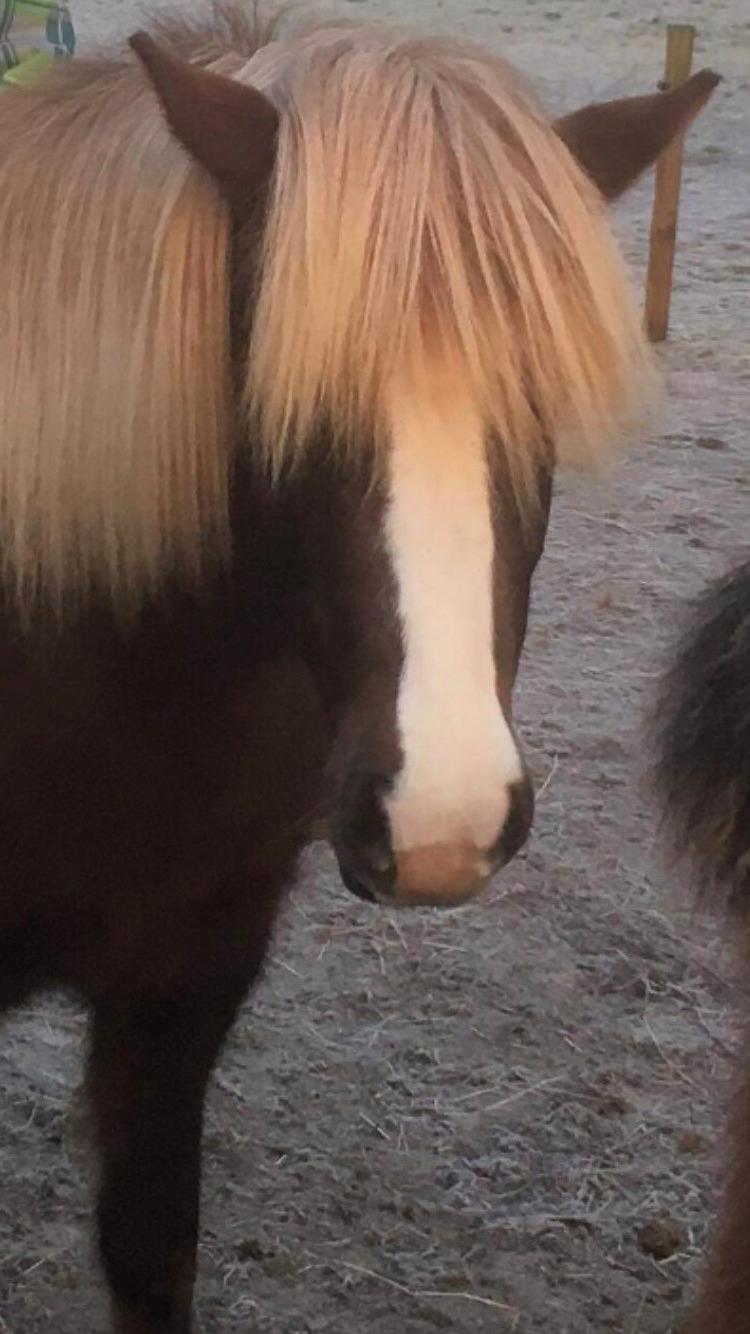 Islænder Ástsæl fra Sóleyja - Det er mig der er Ástsæl :D  billede 1