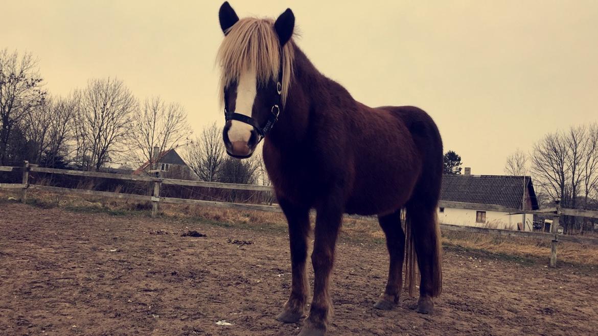Islænder Ástsæl fra Sóleyja - Jeg er altså en lille yndig prinsesse <3 billede 7