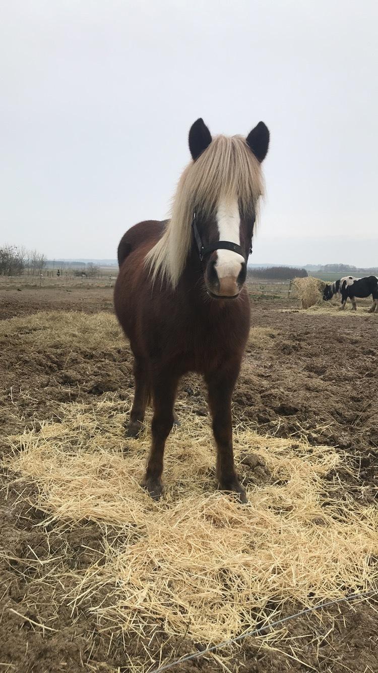 Islænder Ástsæl fra Sóleyja - Smuk smuk smuk! :D  billede 8