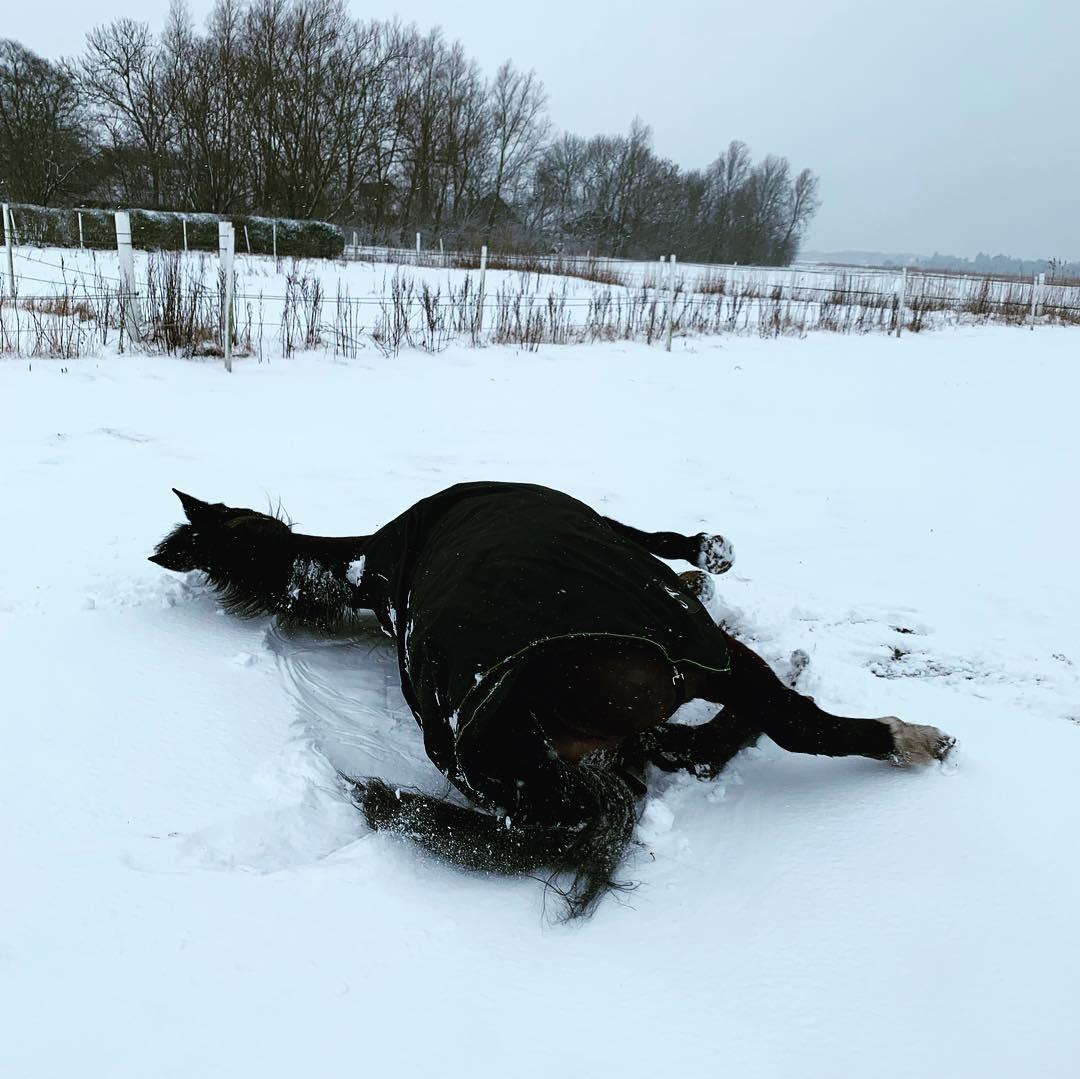 Anden særlig race Bølle. billede 17