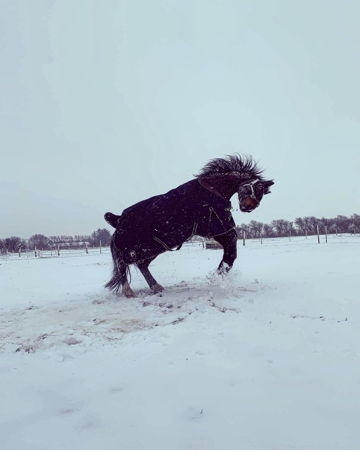 Anden særlig race Bølle. billede 15