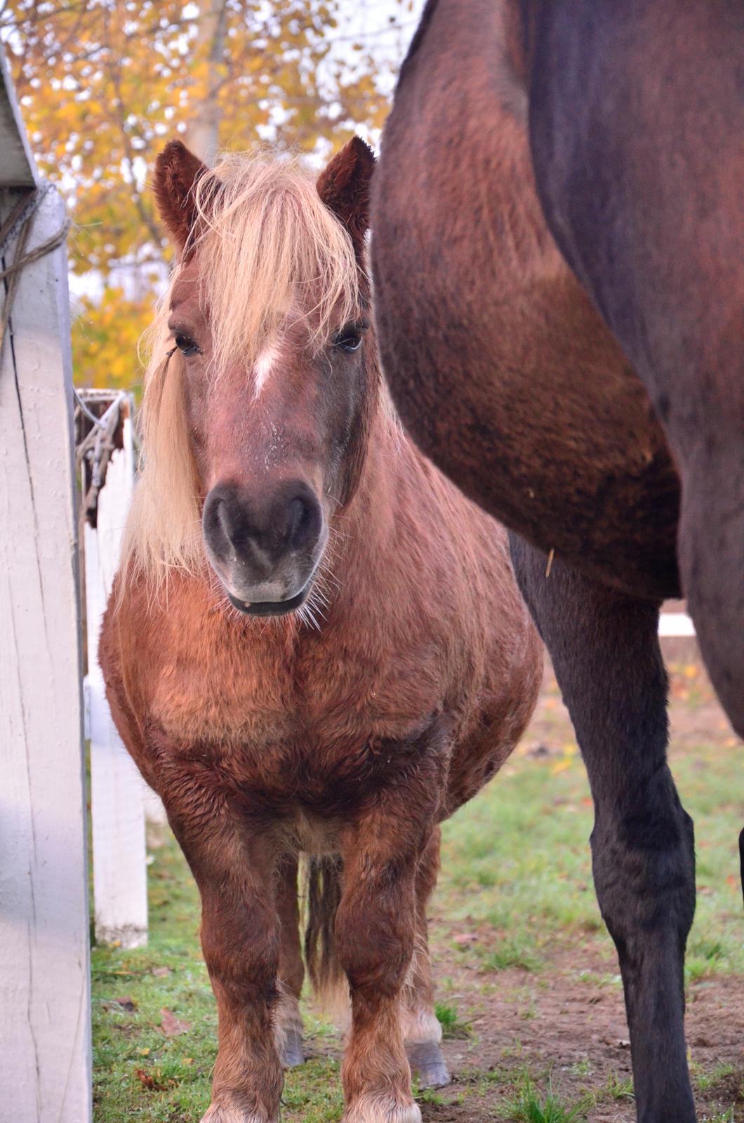 Anden særlig race Victor billede 2