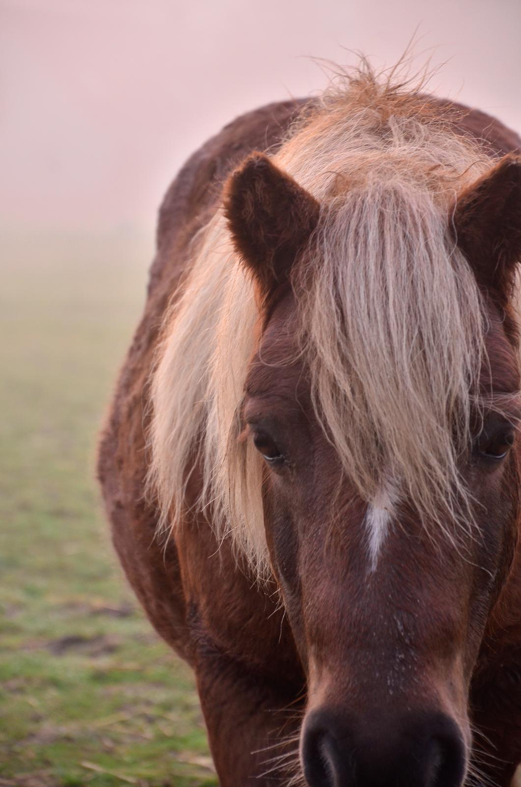 Anden særlig race Victor billede 1